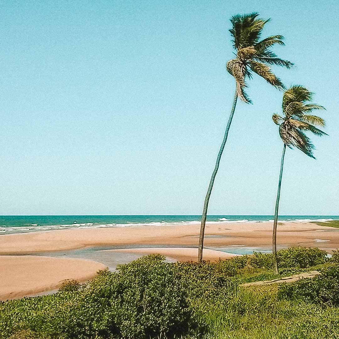 palmeiras praia imbassai na bahia