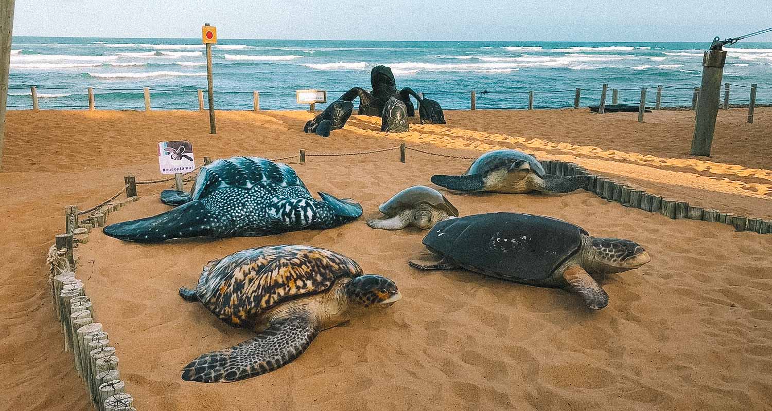 tartarugas projeto tamar praia do forte