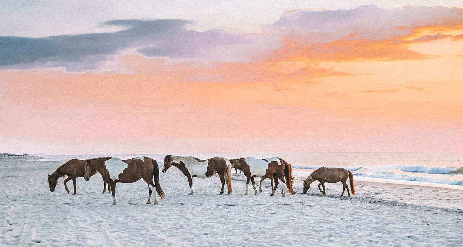 cavalos na praia de Assateague 