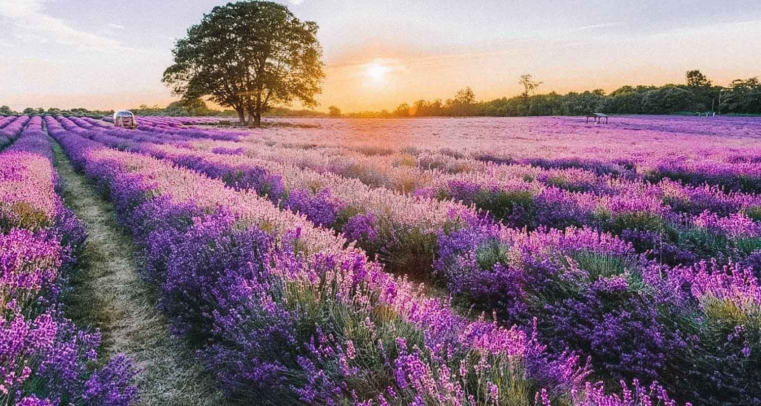 campo de lavanda Inglaterra 