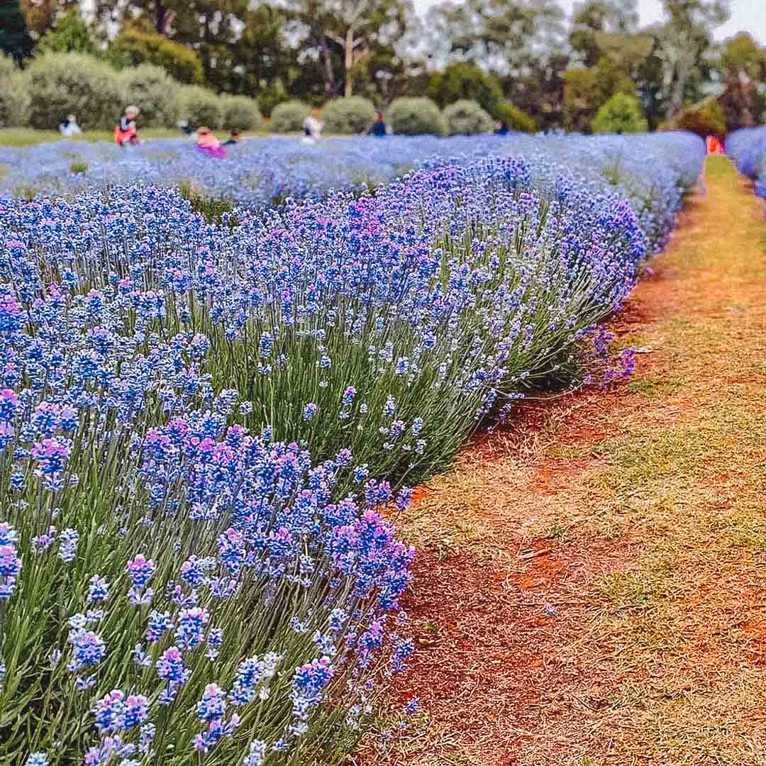 campo de lavanda australia