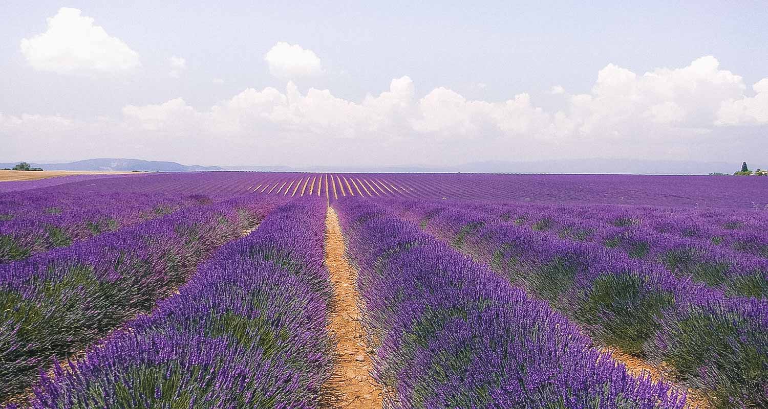 plateau de valensole franca