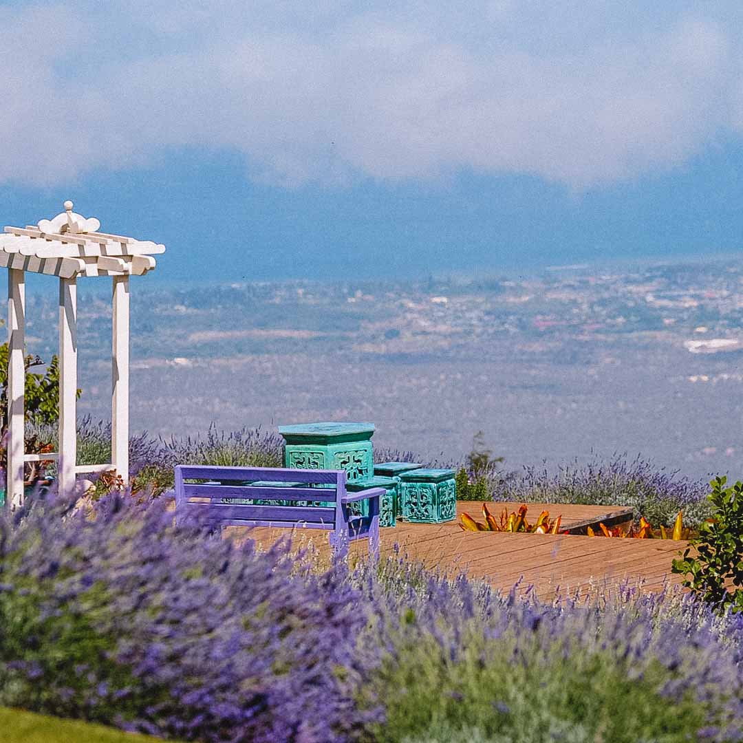 campos de lavanda em gramado