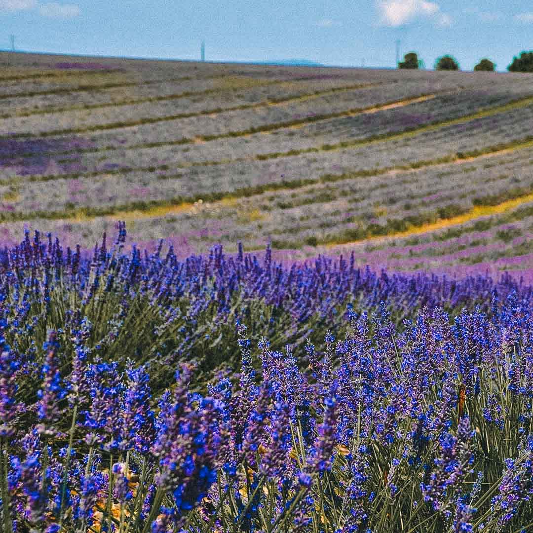 plateau de provence