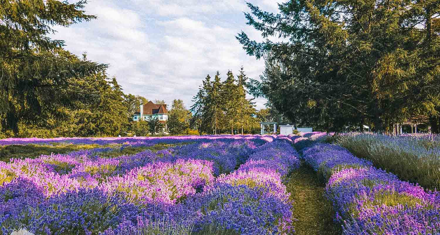 campo de lavanda eua