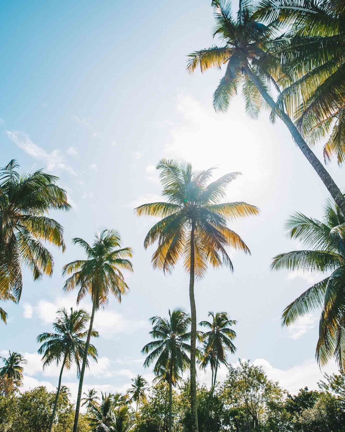 palmeiras-morere-boipeba