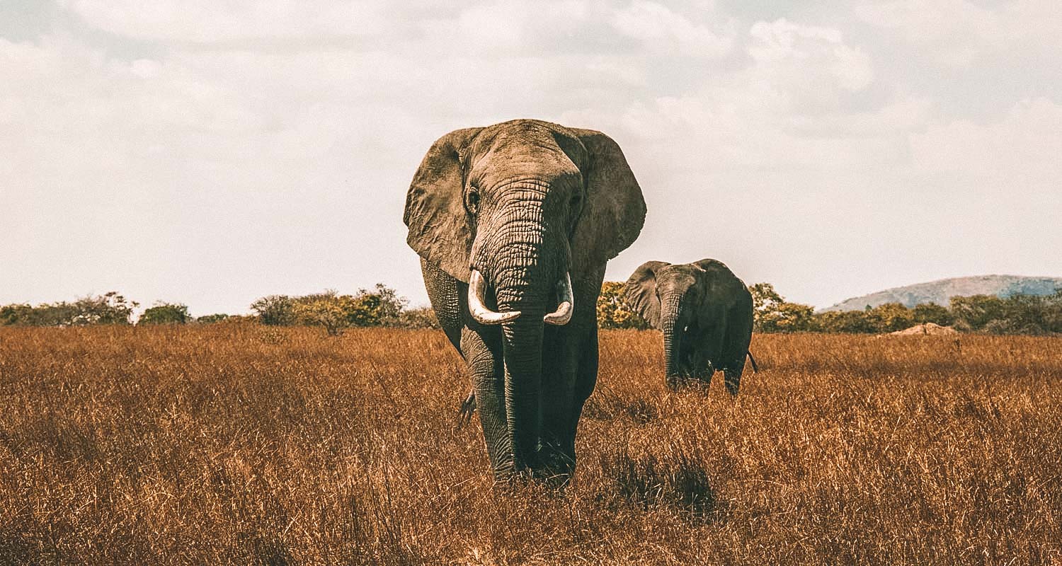 elefante safari