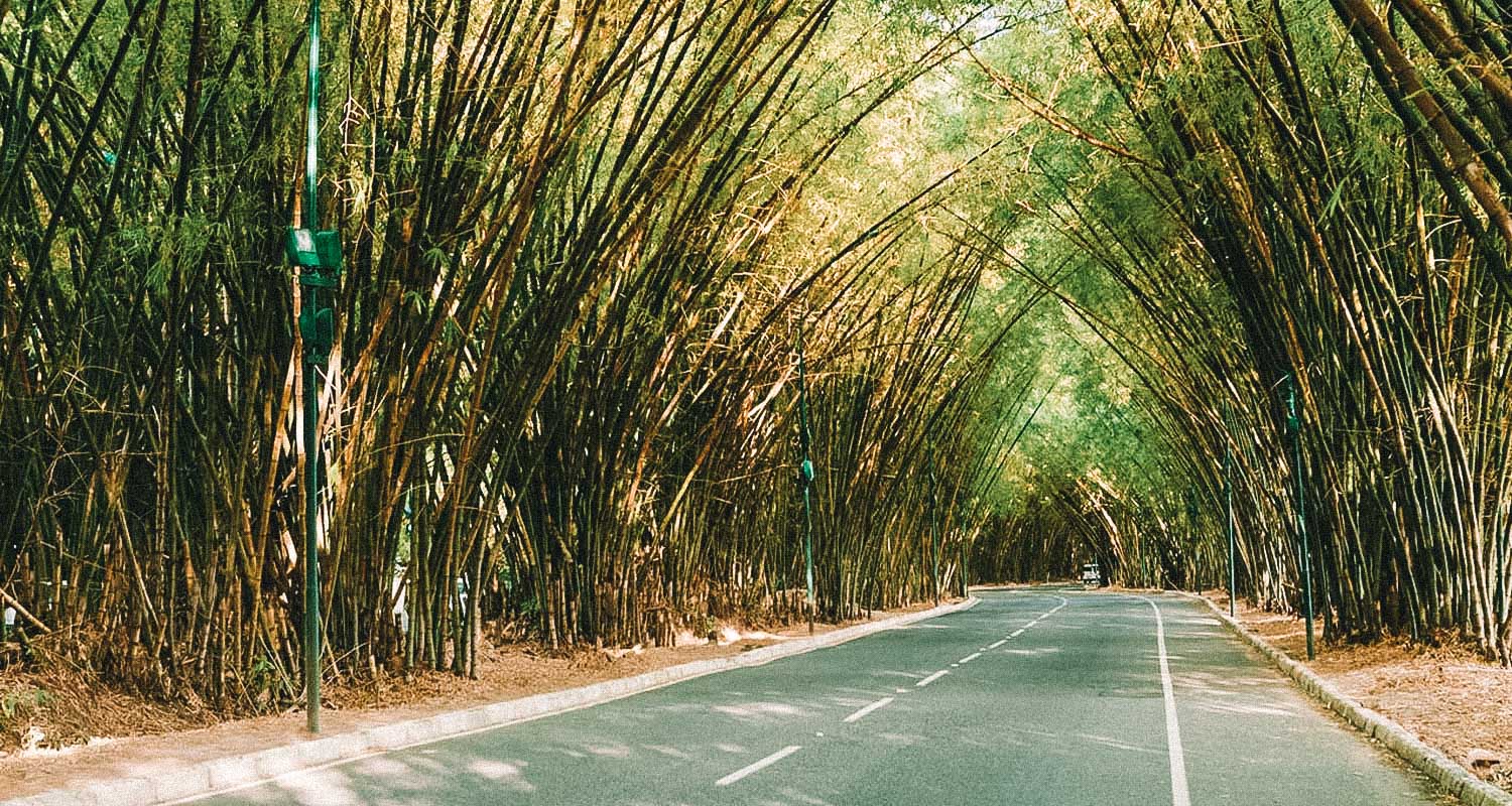 bambu aeroporto de salvador