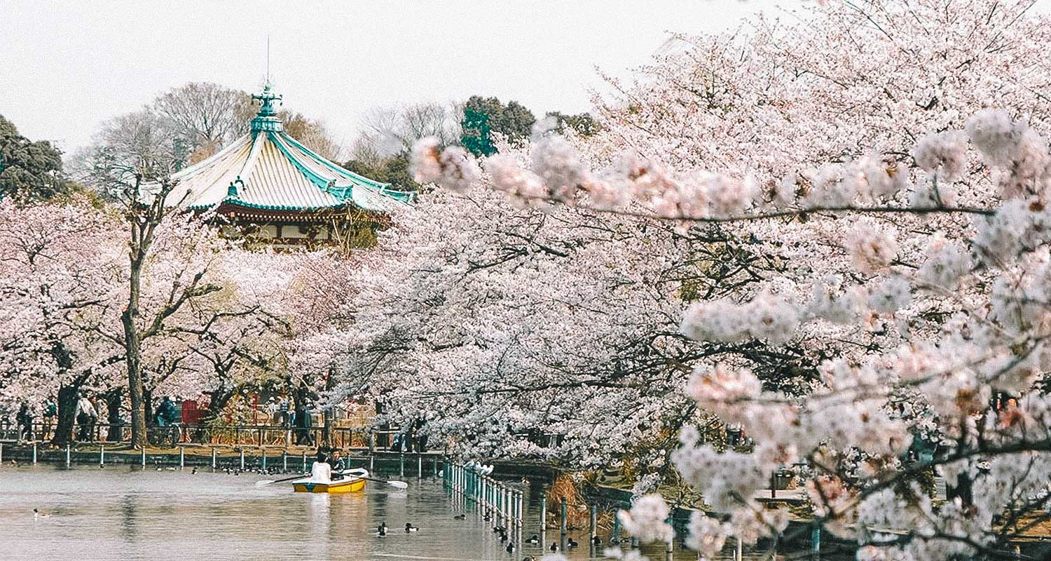 cerejeiras em toquio