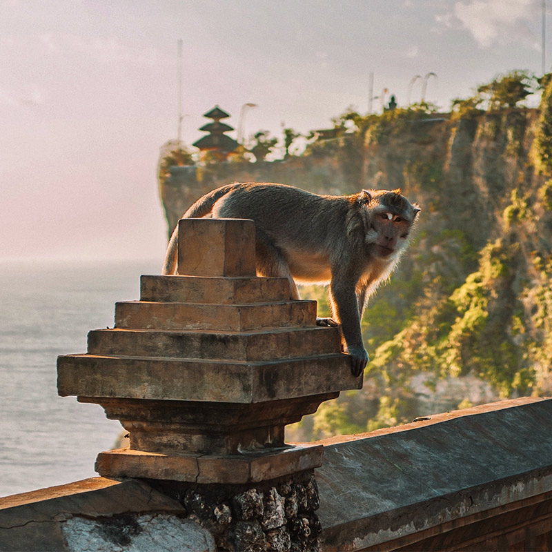 macaco uluwatu bali