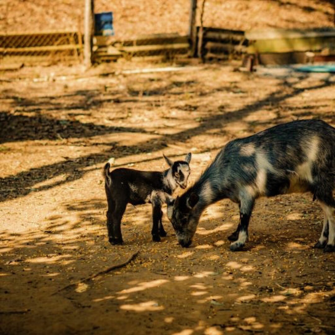 hotéis fazenda em minas