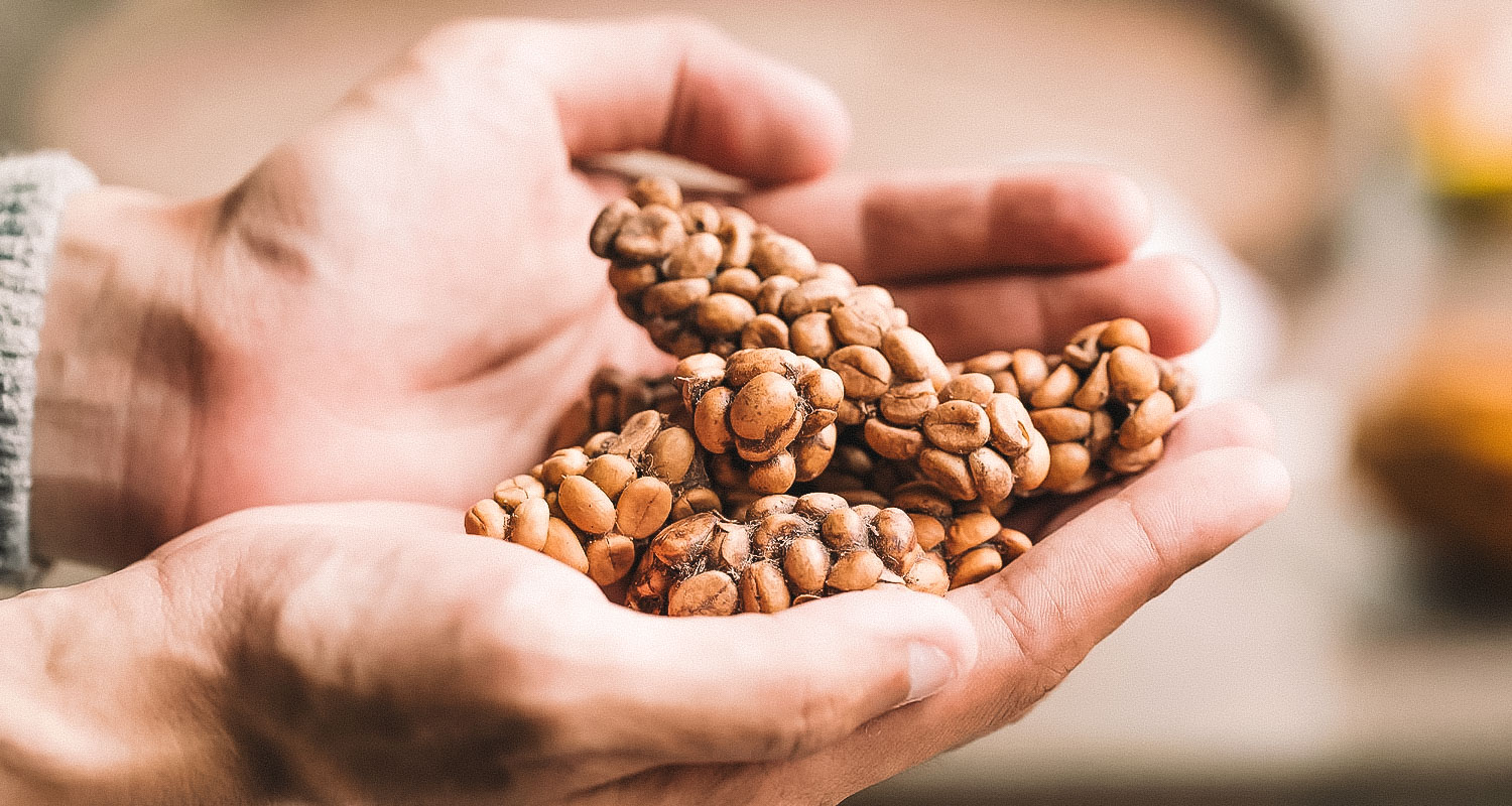 Café mais caro do mundo: tudo sobre o Kopi Luwak - Carpe Mundi