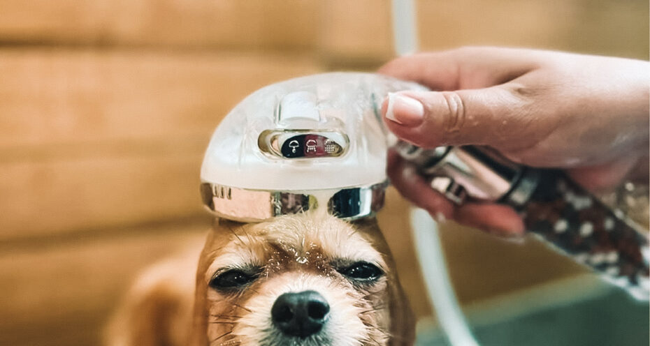 pure shower pet