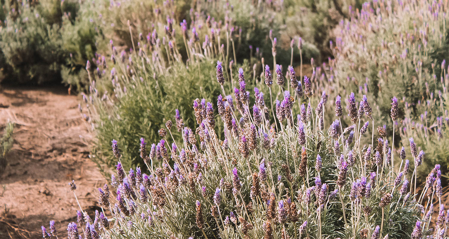 campos de lavanda para visitar no brasil