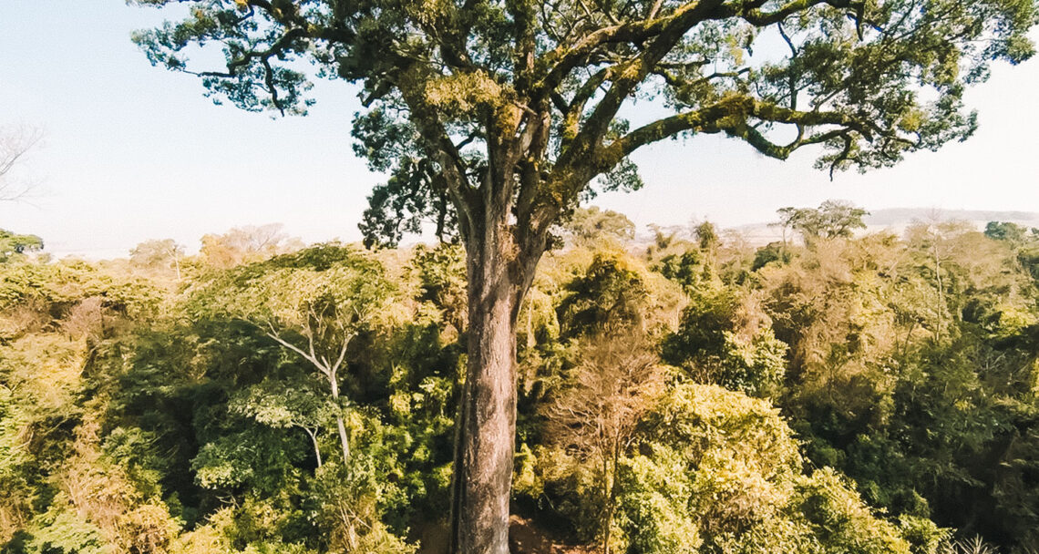 curiosidades sobre a mata atlântica