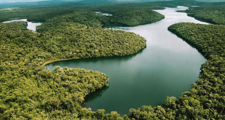 Confira aqui 11 curiosidades sobre a Mata Atlântica - Carpe Mundi