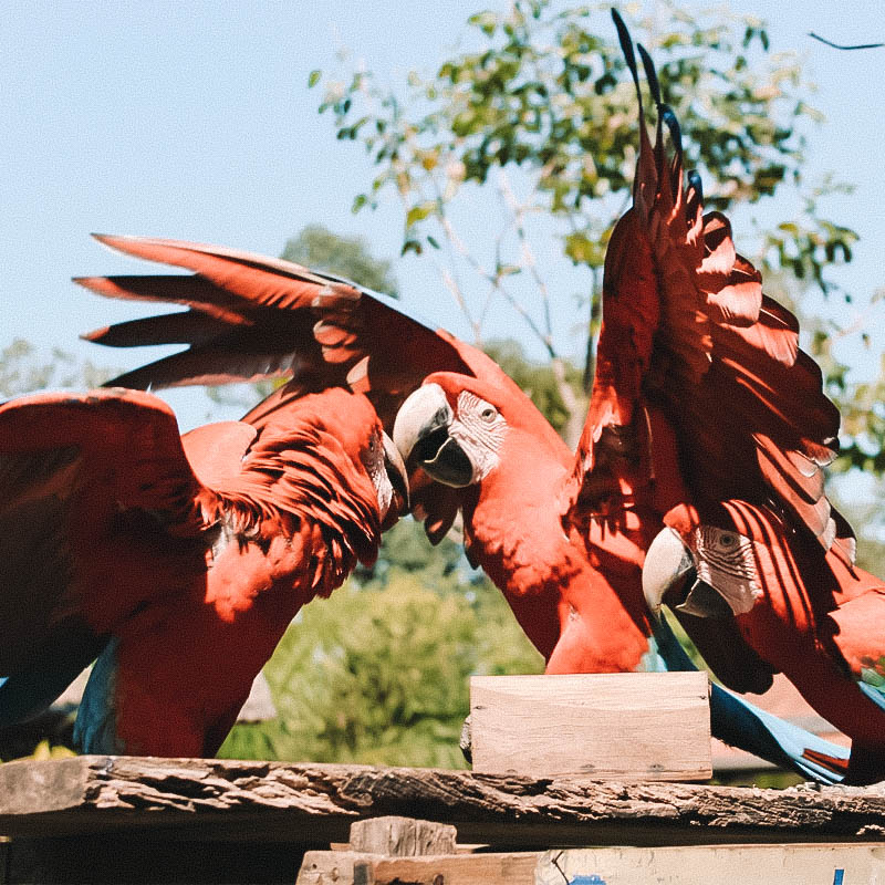 quando ir para bonito ms