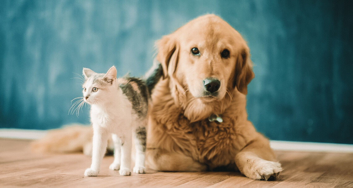 pousadas pet-friendly em paraty