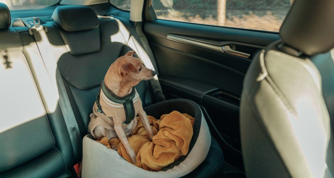 Dicas para viajar com pets