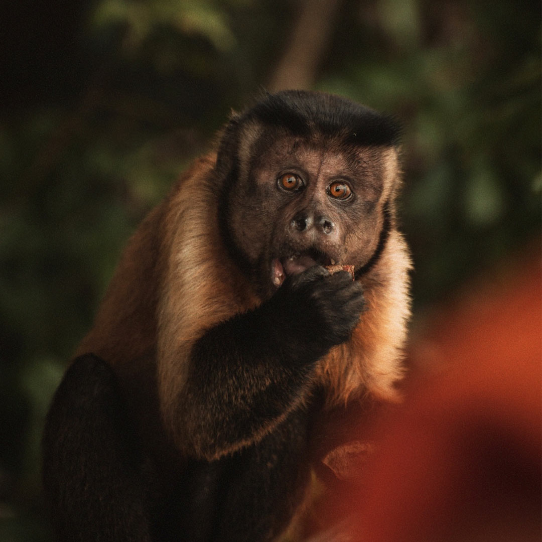 macaco na amazonia