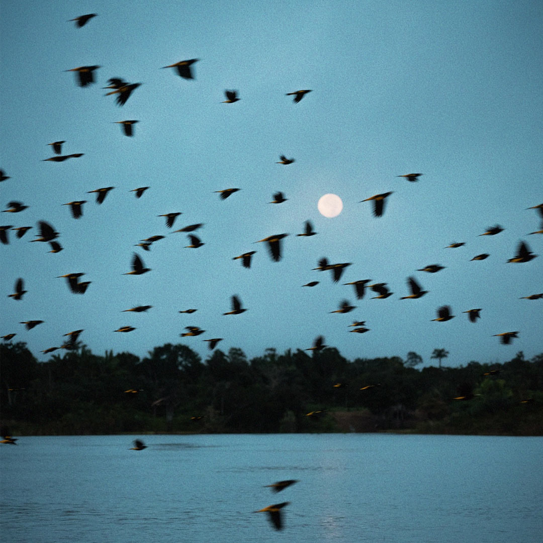 biodiversidade na amazonia