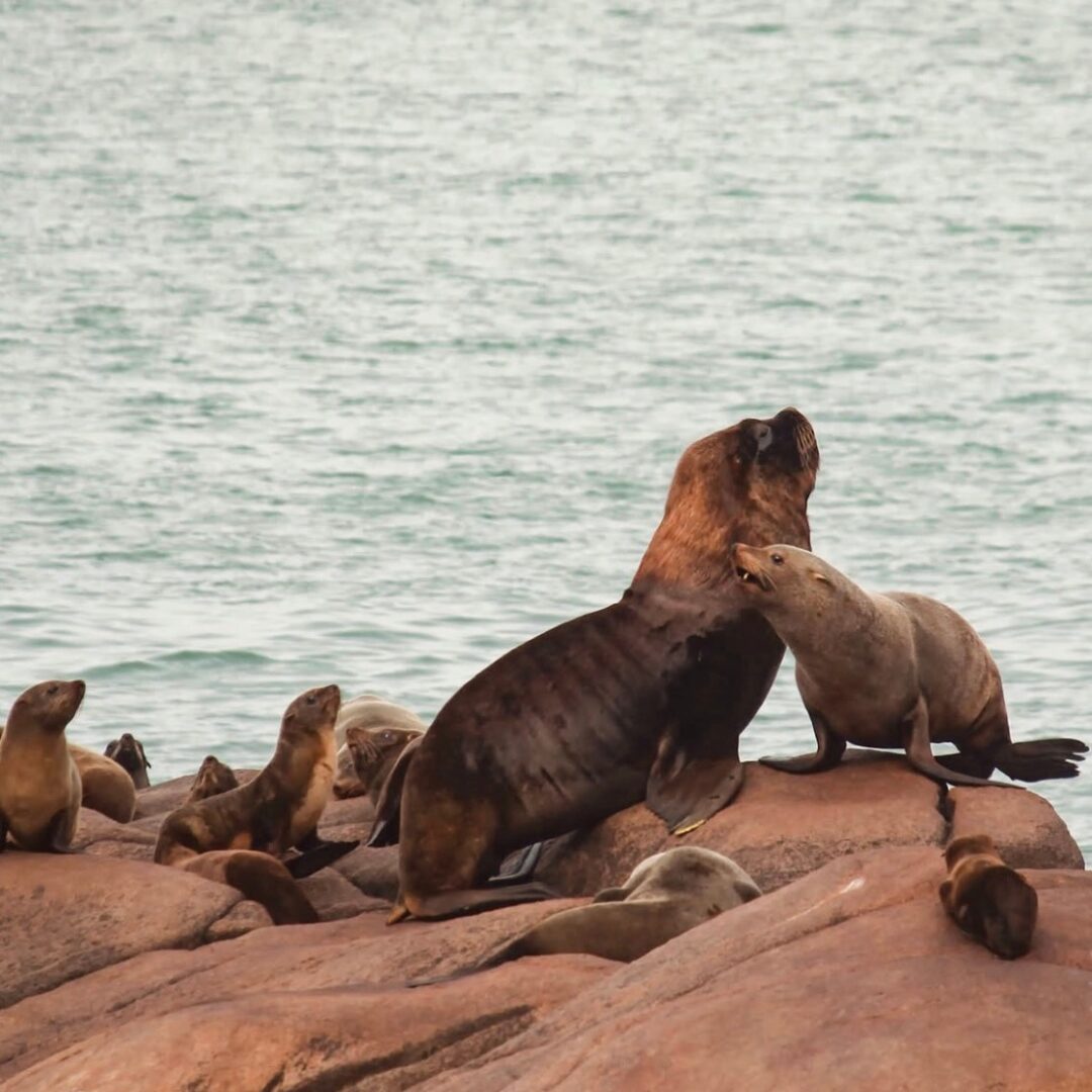 colônia de lobos e leões-marinhos, Cabo Polonio, Uruguai.