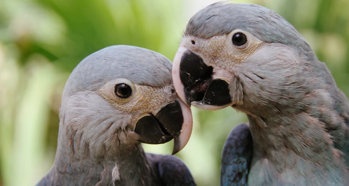 aves nativas do Brasil