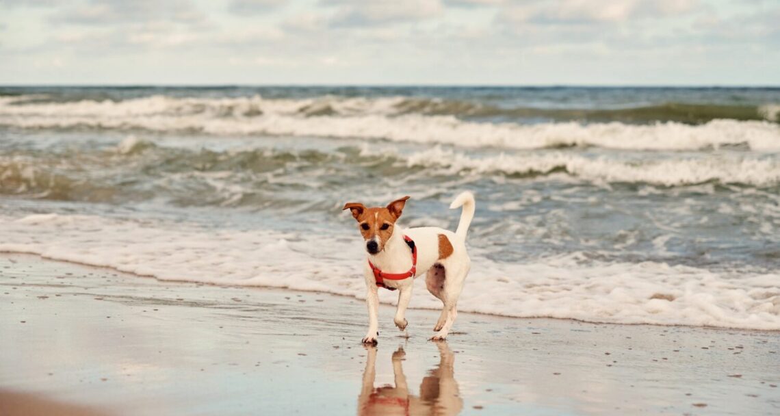 Praia pet-friendly Santos