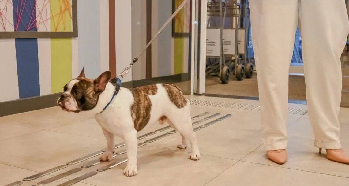 Hotéis pet-friendly: Ibis budget Santos Gonzaga