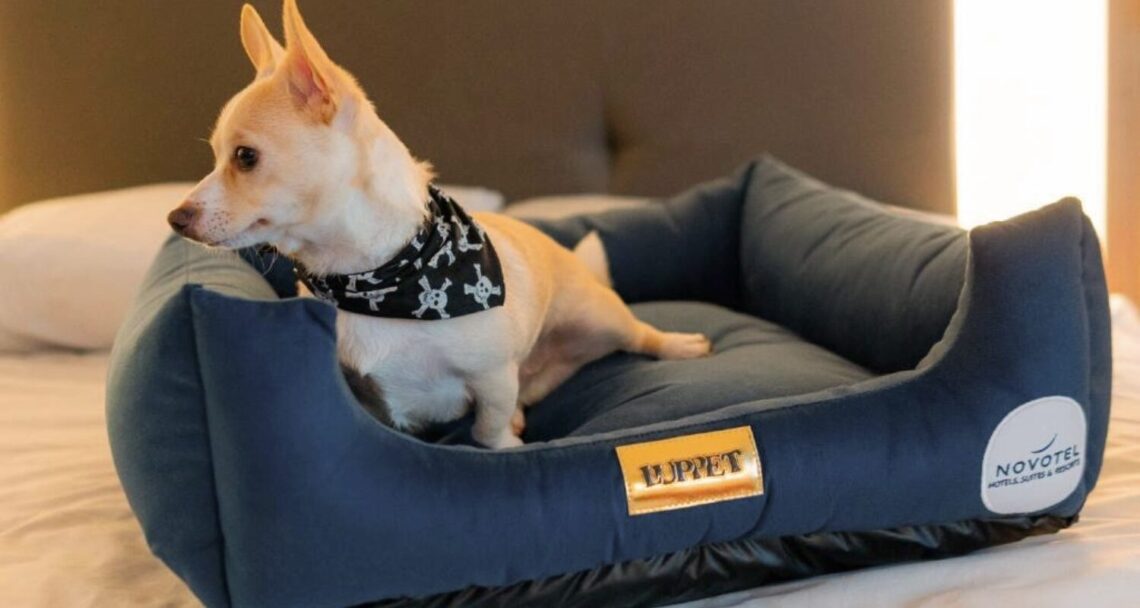 Hotéis pet-friendly: Novotel Santos Gonzaga