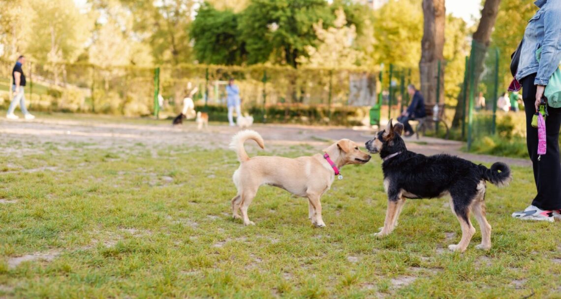 Parque pet-friendly