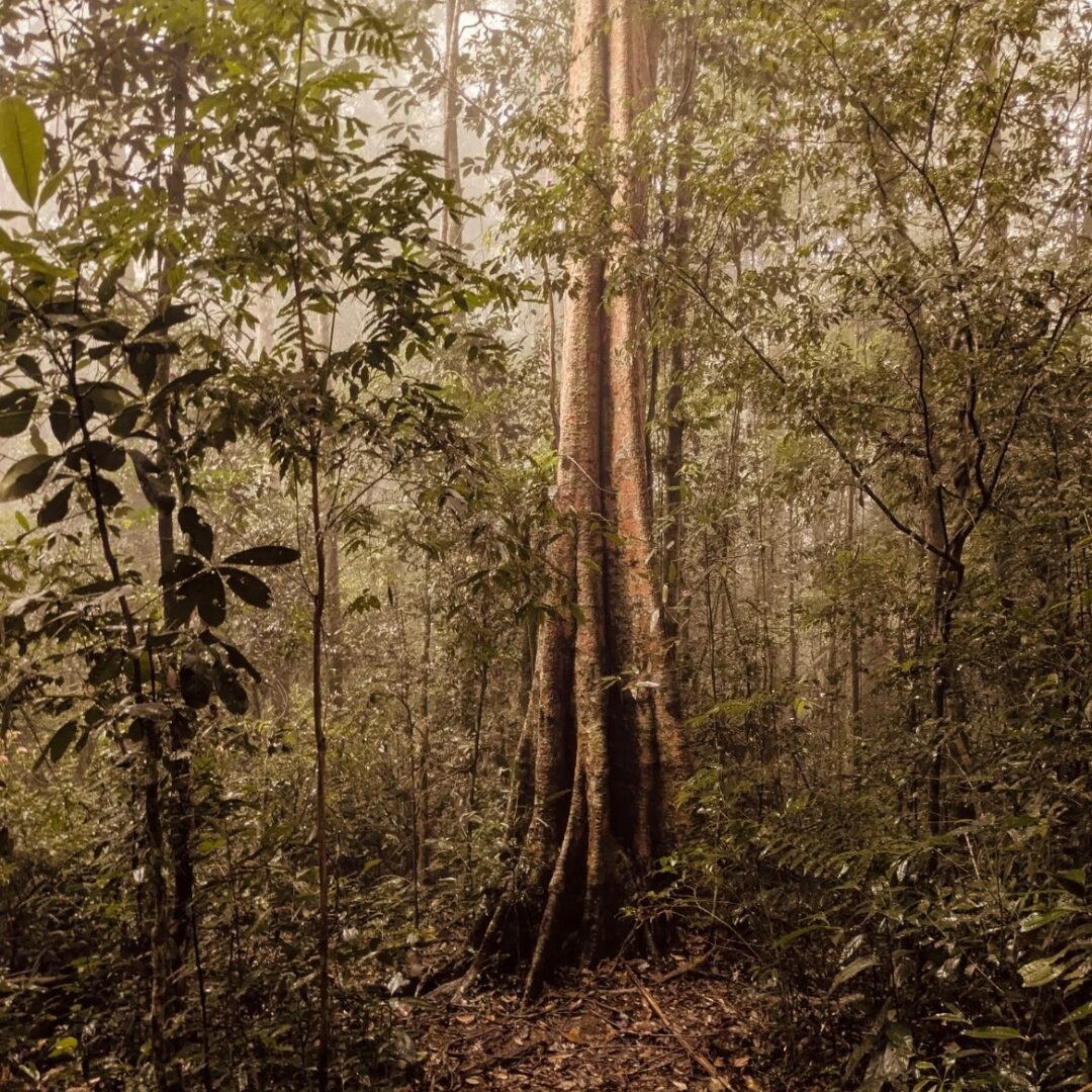 Trilha Pico do Papagaio, Ilha Grande
